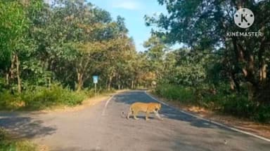 ಕಲಘಟಗಿ: ಕಲಘಟಗಿ ಹಾಗೂ ಹಳಿಯಾಳ ರಸ್ತೆಗೆ ಸಂಪರ್ಕ ಕಲ್ಪಿಸುವ ರಸ್ತೆಯಲ್ಲಿ ಚಿರತೆ ಪ್ರತ್ಯಕ್ಷ: ಸ್ಥಳೀಯರಲ್ಲಿ ಆತಂಕ
