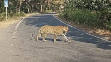 ಕಲಘಟಗಿ: ಕಲಘಟಗಿ-ಹಳಿಯಾಳ ಮಾರ್ಗದ ರಸ್ತೆಯಲ್ಲಿ ಚಿರತೆ ಪ್ರತ್ಯಕ್ಷ: ಜನರಲ್ಲಿ ಆತಂಕ