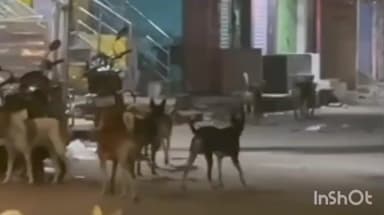 नरहट: नरहट प्रखंड में आवारा कुत्तों से आम जनता को बढ़ी मुश्किल, बाइक चालकों को है खतरा