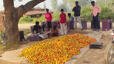 कान्हाचट्टी: कान्हाचट्टी में चक्रवात मोथा से किसानों की कमर टूटी, टमाटर से होती थी लाखों की कमाई, आज हैं तंगहाल