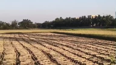 গড়বেতা ৩: ধান কাটার পর শুরু হয়েছে চাষীদের তোড়জোড়,স্বপ্নের চাষ করতে চরম ব্যস্ততা চন্দ্রকোনারোডে