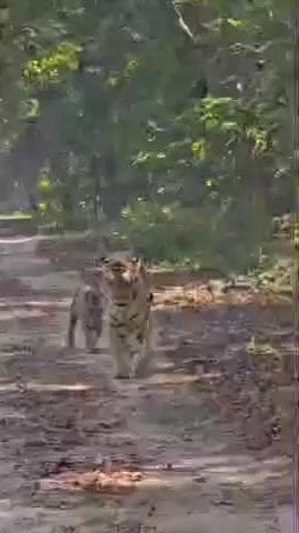 कलीनगर: पीलीभीत टाइगर रिजर्व के जंगल में शावकों के साथ घूमती बाघिन का वीडियो हुआ वायरल