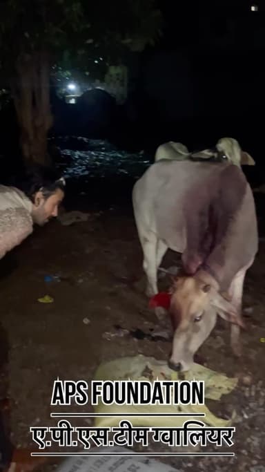 इसका गला ओर कान काट गया बहुत ज्यादा ..!
Respect Girls help poor help animals
#apsgurjar #help #gwalior #viral