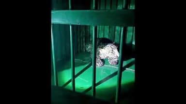 ഹൊസ്ദുർഗ്: പുള്ളൂർ കൊടവലത്തെ വീട്ടുപറമ്പിലെ കുളത്തിൽ വീണ പുലിയെ വനവകുപ്പ് കൂട്ടിലാക്കി