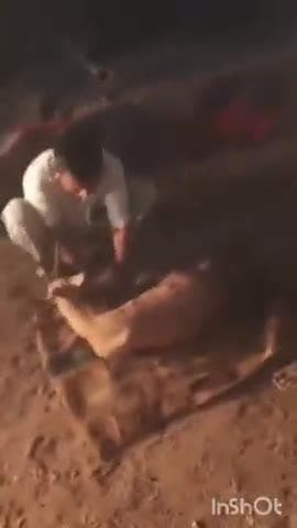 बाप: खारा गांव में वन्यजीवों के बीच अठखेलियां करते वक्त एक हिरण हुआ घायल, मौके पर पहुंचे वन्यजीव प्रेमी