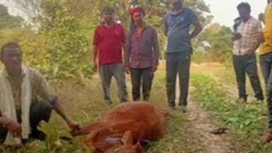 नागभिर: तळोधि बाळापूर परिसरात वाघाच्या हल्यात गाय व बैल ठार शेतकऱ्याचे 80 हजाराचे आर्थिक नुकसान