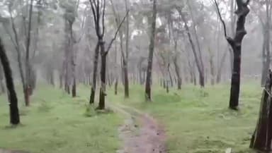 தோவாளை: கீரிப்பாறை,கோதையார் உள்ளிட்ட பகுதிகளில் மழையால் ரப்பர் பால் வடிக்கும் பணிகள் பாதிப்பு.