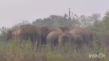 चकाई: चकाई में हाथियों का उत्पात जारी, बच्चे की बांह टूटी; ग्रामीणों में दहशत, वन विभाग हुआ अलर्ट