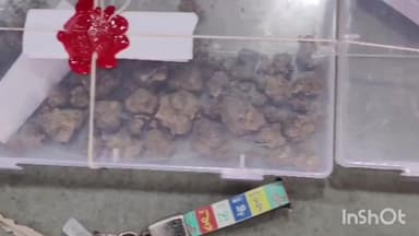 ચોરાસી: અલ્થાન વિસ્તારમાંથી અલથાન પોલીસે હાઇબ્રીડ ગાંજાના જથ્થા સાથે બે આરોપીને ઝડપી પાડ્યા છે.