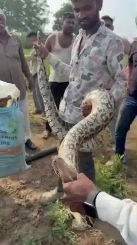 नांदुरा: खातखेड येथे १० फूट लांबीचा २५ किलो चा अजगर सर्पमित्रांनी केला रेस्क्यू