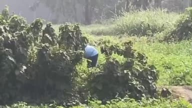 ডোমকল: ডোমকলের কুমারপুর মাঠে বোমা উদ্ধার করল ডোমকল থানার পুলিশ