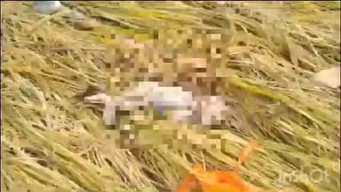 হরিশ্চন্দ্রপুর ১: কন্যা সন্তান হয় কি ফেলে দেওয়া হলো সদ্যোজাতকে! ভিঙ্গলের ধান খেতে দেহ উদ্ধার