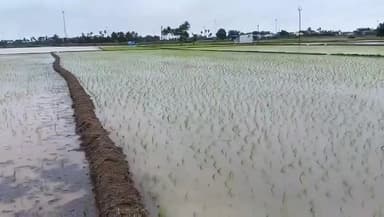 மானூர்: கனமழை களக்குடியில் 25 ஏக்கர் நெற்பயிர்கள் மழை நீரில் மூழ்கியது விவசாயிகள் வேதனை. எம்