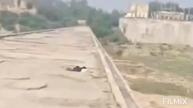 मुरैना: बुजुर्ग ने चंबल नदी में लगाई छलांग, पिलर पकड़कर चिल्लाने लगे राम-राम, वन विभाग ने सुरक्षित निकाला