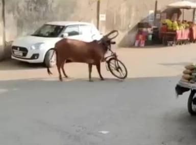 જસદણ: જસદણ મેઈન બજારમાં ગાય નાં ગળામાં સાયકલ ફસાઈ જતાં દોડ ધામ મચી ગઇ