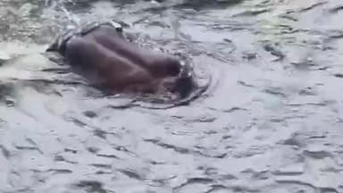 మున్నేరు తగ్గింది.... వజ్రాల వేట మొదలైంది...