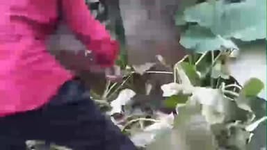 নাকাশিপাড়া: বেথুয়াডহরীতে বিশাল আকৃতির ময়াল সাপ উদ্ধার করলেন রেসকিউয়ার সনজিৎ ভদ্র