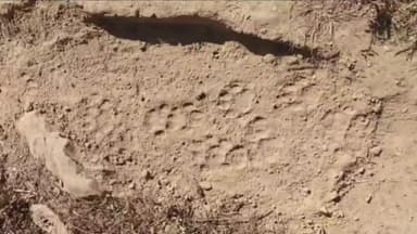 पुल्ला गुमदेश: विकास खंड लोहाघाट के मंगोली में एक गुलदार को पकड़ने के बाद दूसरे गुलदार के गुर्राने से लोग दहशत में