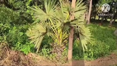 ஆம்பூர்: ஈச்சம்பட்டு MGRநகர் பகுதியில் 50-க்கும் மேற்பட்ட பனை மரக்கன்றுகளை பிடுங்கி வீசிய நபர்கள் மீது நடவடிக்கை எடுக்க கோரி பொதுமக்கள் கோரிக்கை