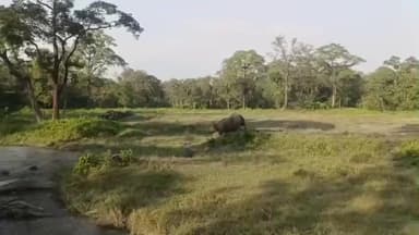 মাদারিহাট: দুই গন্ডারের শক্তি প্রদর্শনের ভিডিও ভাইরাল হয়েছে সোশ্যাল মিডিয়াতে জলদাপাড়া জাতীয় উদ্যানে