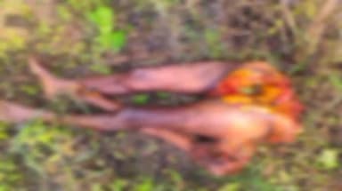 बैहर: रनवाही गांव में बाघ ने वृद्ध को बनाया शिकार, जंगल में मिला क्षत-विक्षत शव