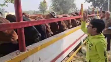 केकड़ी: केकड़ी सेवा एवं संस्कार सप्ताह के तहत केकड़ी में गौशाला में गौ माता का विशेष पूजन किया गया, सेवा कार्य का शुभारंभ