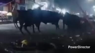 लालकुऑ: लालकुआं मुख्य बाजार में चार सांड आपस में भिड़े, कई सब्जी के ठेले पलटे