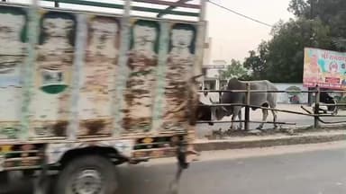 जौरा: जौरा शहर में एमएस रोड पर आवारा गायों का आतंक, आए दिन हो रहे हैं हादसे