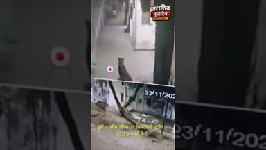 पुणे | "औंध परिसरात बिबट्याचे दर्शन , CCTV मध्ये कैद, वनविभागाची शोधमोहीम सुरू. #trending #news