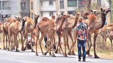 संग्रामपूर: चाऱ्याच्या शोधात राजस्थानातील उंट बुलढाणा जिल्ह्यात दाखल, अनेक रस्त्यांवर दिसून येत आहेत उंटाचे कळप