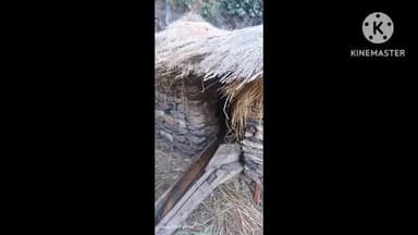 मुनस्यारी: तहसील मुनस्यारी ग्राम सभा तोमिक के छापूली में भालू का आतंक