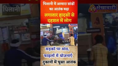 #पिलानी में आवारा सांडों का आतंक चरम पर, दुकानदार का बोर्ड टूटा—राहगीर बाल-बाल बचे #pilani #news