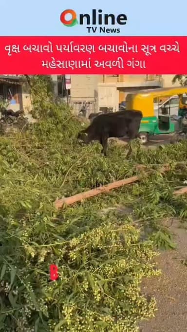 વૃક્ષ બચાવો પર્યાવરણ બચાવોના સૂત્ર વચ્ચે મહેસાણામાં અવળી ગંગા