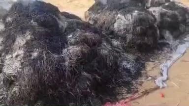 रायडीह: पोगरा गांव में अज्ञात अपराधियों ने किसान के धान के गांज को लगाई आग, थाने में शिकायत