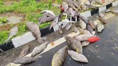 ஸ்ரீவைகுண்டம்: பொட்டலூரணி அருகே நான்கு வழிச்சாலையில் மினி லாரி விபத்து சாலை முழுவதும் மீன்கள் சிதறி கிடந்தது