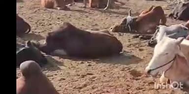 चिपळुण: चिपळूण मध्ये अवैध गुरे वाहतूक करणाऱ्या रॅकेटचा पर्दाफाश, बोलेरो सह पाच लाखांचा मुद्देमाल जप्त