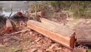 ओडगी: सूरजपुर जिले के वन परिक्षेत्र ओडगी में लकड़ी माफिया द्वारा की जा रही कटाई का वीडियो सोशल मीडिया पर वायरल