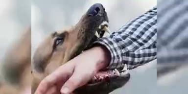 महूली के स्कूलपारा में पागल कुत्ते ने एक दिन में तीन बच्चों को काटा, सामुदायिक स्वास्थ्य केंद्र बिहारपुर में इलाज जारी