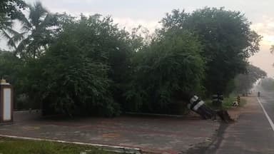 வேடசந்தூர்: BVM பள்ளி முன்பாக பழமையான புளியமரம் சாய்ந்தது