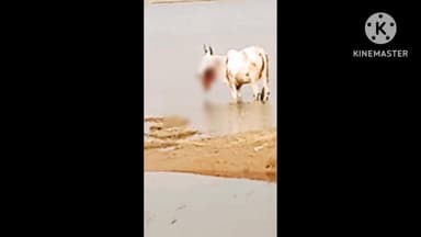 विस्फोटक पदार्थ चबाने से फटा गाय का जबड़ा, ग्रामीणों में आक्रोश — प्रशासन पर लापरवाही के आरोप।
#Shahnagar #Ragoli #Panna...