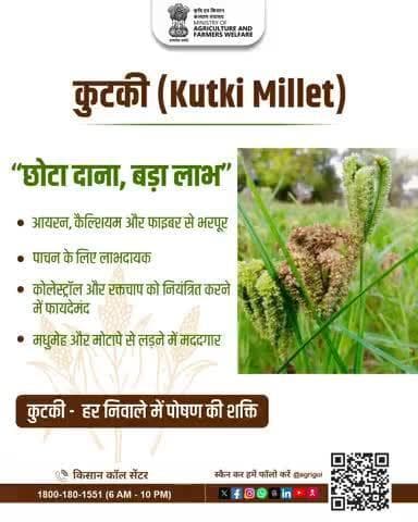कुटकी - हर निवाले में पोषण की शक्ति! आयरन, कैल्शियम, फाइबर और कई आवश्यक पोषक तत्वों का उत्तम स्रोत। #AgriGoI #ShreeAnna