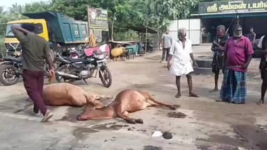 செய்யூர்: சித்தாமூர் சாலையில் படுத்திருந்த பசு மாடுகள் அடையாளம் தெரியாத வாகனம் ஏறி உடல் நசுங்கி பலி