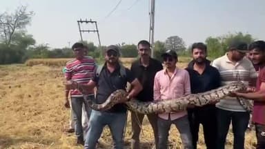 તારાપુર: સાંસેદ ગામેથી ૧૧ ફૂટ લાંબો અને ૩૧ કિલો વજનનો મહાકાય અજગરનું રેસ્ક્યુ કરાયું.
