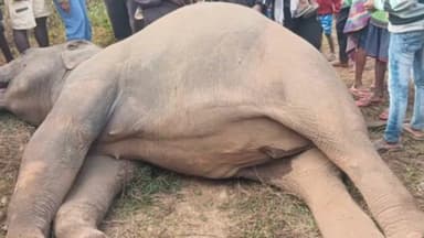 जगन्नाथपुर: जगन्नाथपुर के सोसोपी गांव में एक और हाथी की संदिग्ध मौत