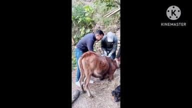 मुनस्यारी: मुनस्यारी ग्राम सभा टू अमित के झबुली में भालू के हमले में घायल गाय का उपचार पशु चिकित्सा टीम ने किया