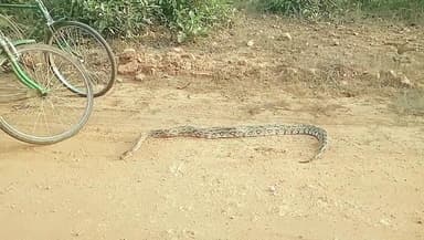 आज कल हमारे देश में इस तरह कई अलग जगाओं में सर्प का प्रजाति देखने को मिल रहा है