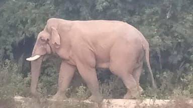 नीमडीह: गुंडा के गोलाचिपा में शाम ढलते ही झुंड से बिछड़ा एक जंगली हाथी