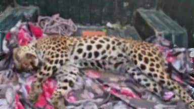 पुष्कर: बबाईचा गांव में मृत मादा पैंथर मिली, वन विभाग ने किया पोस्टमार्टम, अजमेर वन विभाग को मिली सूचना