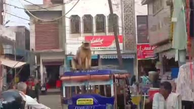 शाहबाद: पुरानी गल्ला मंडी में लंगूर बंदर आया, भगदड़ मची और लंगूर ई-रिक्शा पर बैठ गया