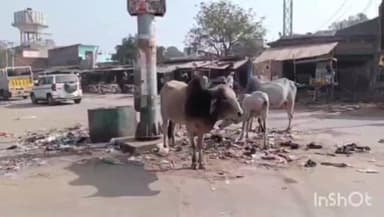 बसेड़ी: बसेड़ी बाजार में 2 दिन से सफाई ठप, कूड़े के ढेर से दुकानदारों व राहगीरों में परेशानी